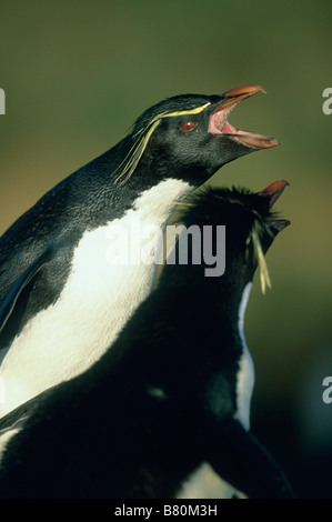 Rockhopper Penguins (Eudyptes Chrysocome) umwerben paar, Bleaker Island, Falkland-Inseln Stockfoto
