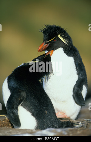 Rockhopper Penguins (Eudyptes Chrysocome) putzen paar, Bleaker Island, Falkland-Inseln Stockfoto