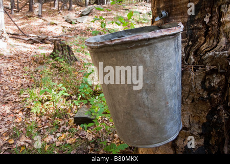 Einen Eimer zu Sap gesammelt ein Ahornbaum auf Sugarbush Farmen in Vermont USA 8. Oktober 2008 Stockfoto