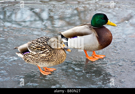 Drake Mallard Ente und Huhn stehend auf zugefrorenen See im Winter. Stockfoto