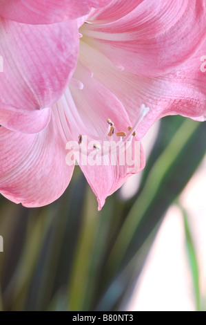 Amaryllis Hippeastrum SUSAN Stockfoto