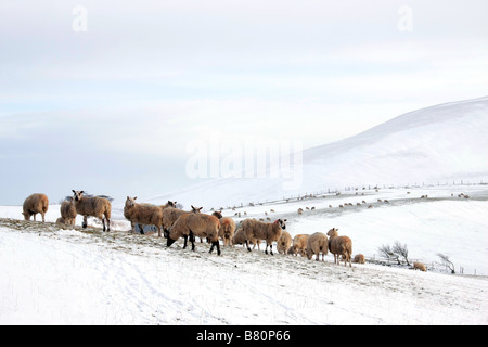 Schafe auf einem verschneiten Welsch Hang Stockfoto