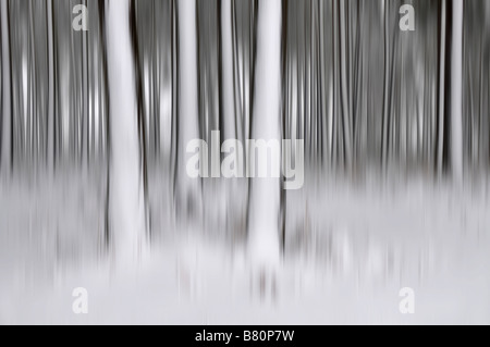 Bäume im Schnee Woburn Sands England (bewusste Bewegung der Kamera) Stockfoto