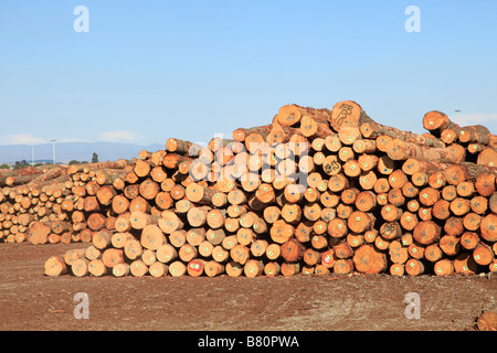 Halde Blockstamm Monterey-Kiefer (Pinus Radiata) für den Export am Holzlagerplatz, Prime Port, New Zealan Timaru, Canterbury, Südinsel Stockfoto