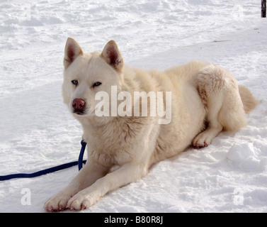 Antarktis, prisonniers du Froid - tournage Acht unten Jahr: 2006 USA Shorty Regie: Frank Marshall Stockfoto