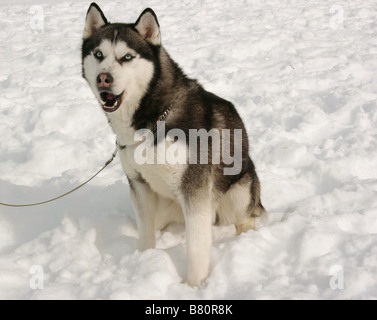 Antarktis, prisonniers du Froid - tournage Acht unten Jahr: 2006 USA Max Regie: Frank Marshall Stockfoto