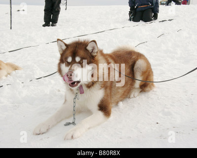 Antarktis, prisonniers du Froid - tournage Acht unten Jahr: 2006 USA Buck Regie: Frank Marshall Stockfoto