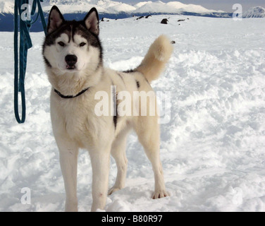 Antarktis, prisonniers du Froid - tournage Acht unten Jahr: 2006 USA alten Jack Regie: Frank Marshall Stockfoto