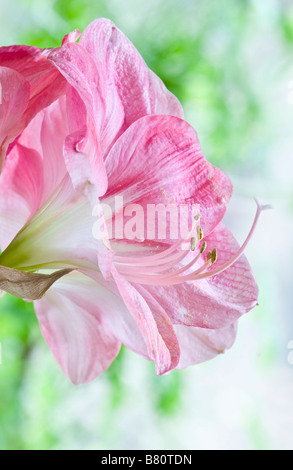 Amaryllis Hippeastrum SUSAN Stockfoto