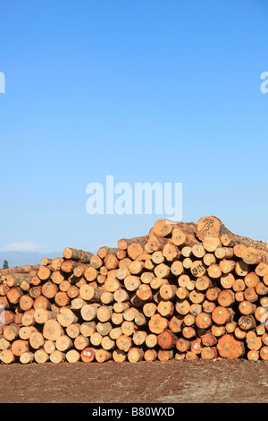 Halde Blockstamm Monterey-Kiefer (Pinus Radiata) für den Export am Holzlagerplatz, Prime Port, New Zealan Timaru, Canterbury, Südinsel Stockfoto