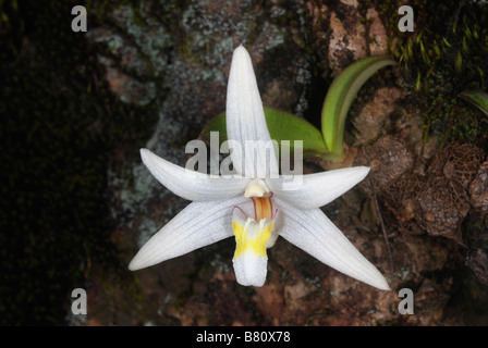 Blume des eine epiphytisch / lithophytic Orchidee Eria reticosa Stockfoto