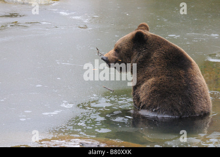 Braunbär im Wasser Stockfoto