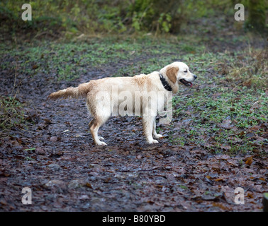 Golden Retriever Alfie im Wald im Winter nass von einem Sprung in einen stream Stockfoto