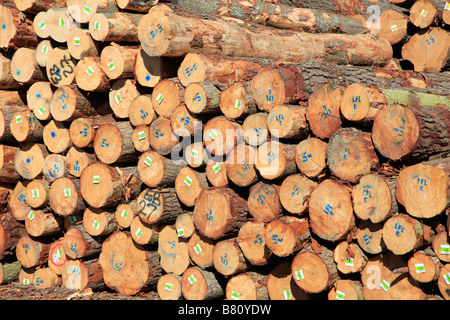 Vorrat an Monterey-Kiefer anmeldet, Pinus Radiata, für den Export am Holzlagerplatz, Prime Port, Timaru, Canterbury, Südinsel, Neuseeland Stockfoto