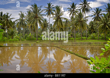 Gefluteten Reisfeldern erwarten Pflanzen in Bali, Indonesien Stockfoto