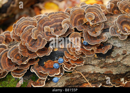 Türkei Tail Pilz (Trametes versicolor) auf Totholz im südlichen Ontario mit Blue Cohosh Beeren Stockfoto