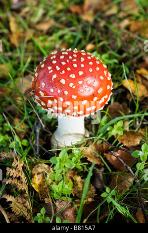 Magic mushroom der Pilz Amanita Muscaria, allgemein bekannt als "Fliegenpilz" Stockfoto