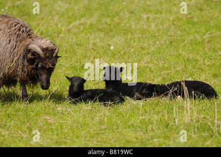 Deutsche Heide Lämmer auf Wiese Stockfoto