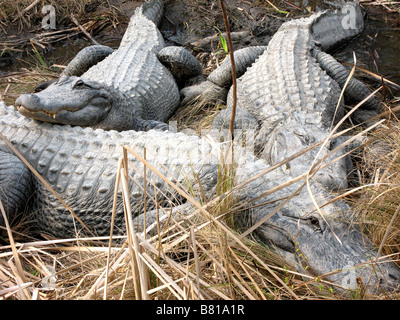 NORTH AMERICAN ALLIGATOREN NORTH MYRTLE BEACH SOUTH CAROLINA USA 03.10.2007 Stockfoto