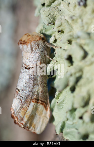 Buff Tipp Phalera Bucephala Notodontidae Brive le Gaillarge Frankreich Stockfoto