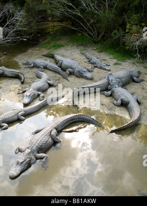 NORTH AMERICAN ALLIGATOREN NORTH MYRTLE BEACH SOUTH CAROLINA USA 03.10.2007 Stockfoto