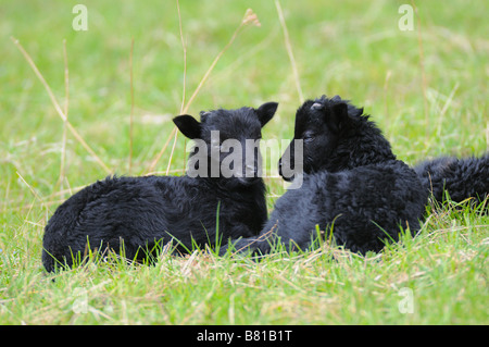 Deutsche Heide Lämmer auf Wiese Stockfoto