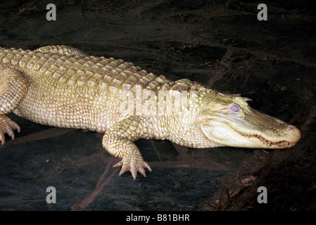 ALBINO ALLIGATOR NORTH MYRTLE BEACH SOUTH CAROLINA USA 03.10.2007 Stockfoto