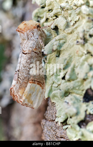 Buff Tipp Phalera Bucephala Notodontidae Brive le Gaillarge Frankreich Stockfoto