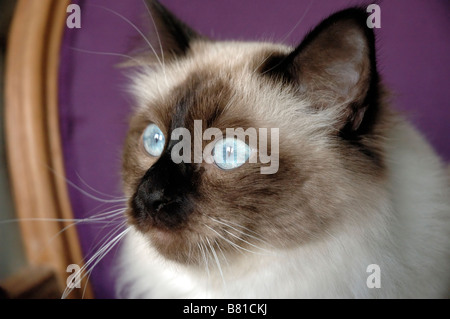 Das Porträt einer männlichen Birman cat Stockfoto