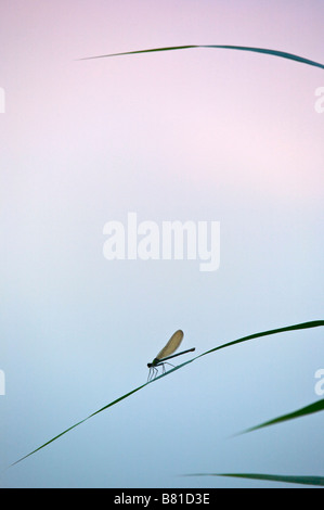 Weibliche Prachtlibelle Calopteryx sp Stockfoto