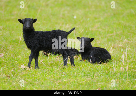 Deutsche Heide Lämmer auf Wiese Stockfoto