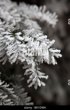 Frost-Kristalle auf Tannennadeln winter Stockfoto