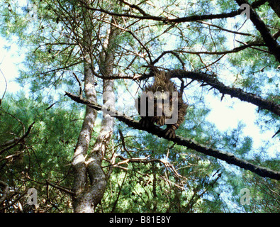 Le Secret de Terabithia Brücke nach Terabithia Jahr: 2007 USA Regie: Gabor Csupo Stockfoto