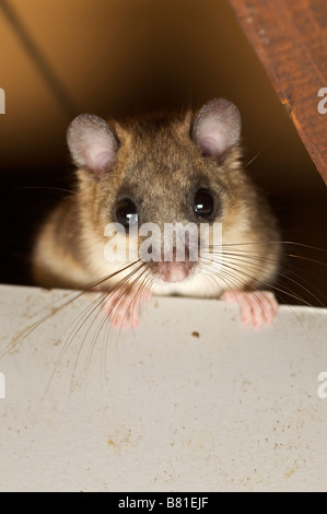 Essbare oder Fett Siebenschläfer Myoxus Glis in einem Haus-Brive-la-Guaillarde-Frankreich Stockfoto