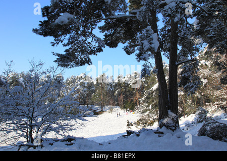 Kiefer im Winter in gemeinsamen Esher Surrey England Stockfoto