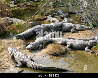 NORTH AMERICAN ALLIGATOREN NORTH MYRTLE BEACH SOUTH CAROLINA USA 03.10.2007 Stockfoto