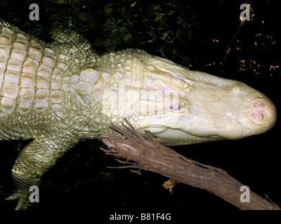 ALBINO ALLIGATOR NORTH MYRTLE BEACH SOUTH CAROLINA USA 03.10.2007 Stockfoto