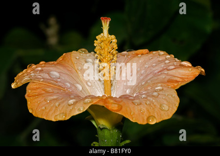 Nahaufnahme der orange Hibiskus nach Regen. Stockfoto