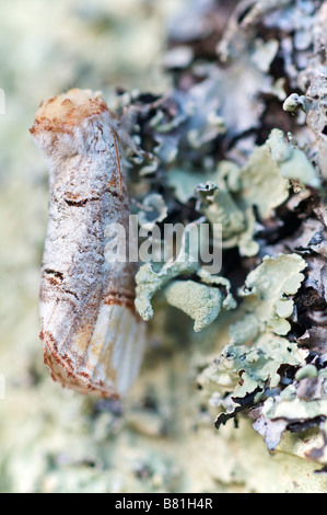 Buff Tipp Phalera Bucephala Notodontidae Brive le Gaillarge Frankreich Stockfoto