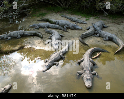 NORTH AMERICAN ALLIGATOREN NORTH MYRTLE BEACH SOUTH CAROLINA USA 03.10.2007 Stockfoto