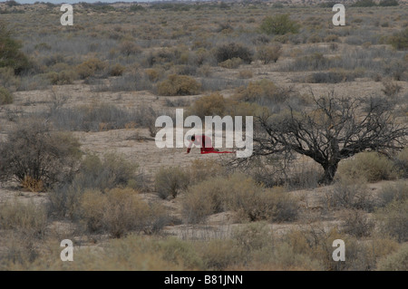 Babel Jahr: 2006 USA Adriana Barraza Regisseur: Alejandro González Iñárritu Stockfoto