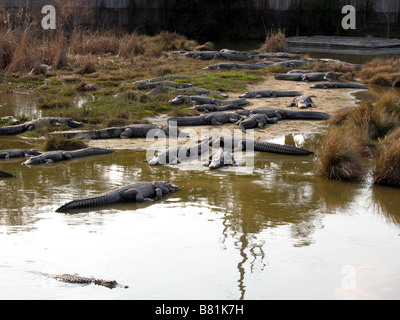 NORTH AMERICAN ALLIGATOREN NORTH MYRTLE BEACH SOUTH CAROLINA USA 03.10.2007 Stockfoto