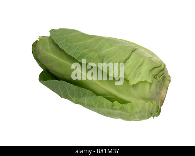 Spitzen Feder Kohl Stockfoto