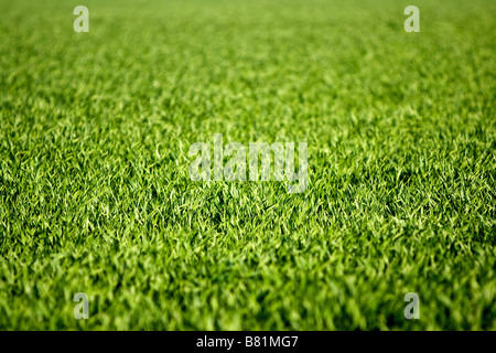 green grass Stockfoto