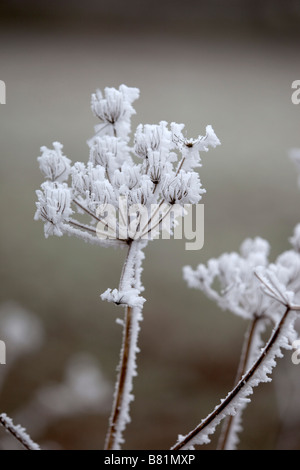 Frost-Kristalle auf Bärenklau Winter cotswolds Stockfoto