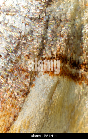 Flügel-Detail von einem Buff Tipp Phalera Bucephala Notodontidae Brive le Gaillarge Frankreich Stockfoto