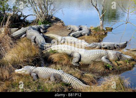 NORTH AMERICAN ALLIGATOREN NORTH MYRTLE BEACH SOUTH CAROLINA USA 03.10.2007 Stockfoto