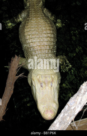 ALBINO ALLIGATOR NORTH MYRTLE BEACH SOUTH CAROLINA USA 03.10.2007 Stockfoto