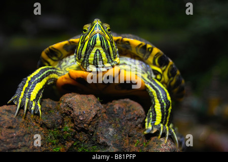 Europäische Sumpfschildkröte Stockfoto