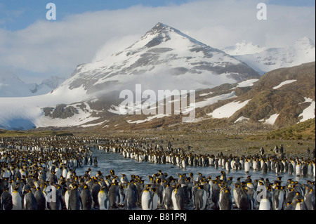 Königspinguine (Aptenodytes Patagonicus) Häutung am Rand der Kolonie, Salisbury Plain, South Georgia Island, Antarktis Stockfoto